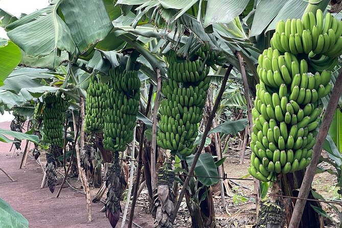 Guided tour of the Banana World - Price and Value: Why $18.14 Can Feel Like a Win