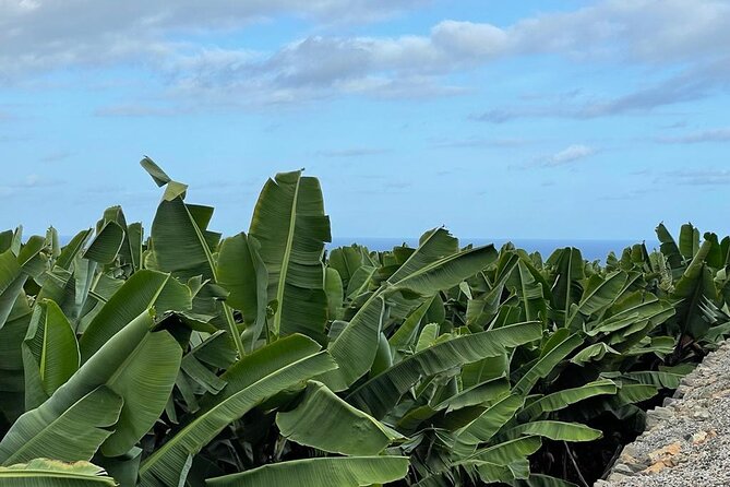 Guided tour of the Banana World - Meeting at Cam. del Laurel: Simple, but Follow the Right Spot