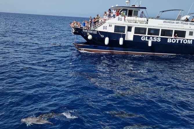 Half-Day Cruise Tour-Dolphin and Whale Watching - Key things to know before you go