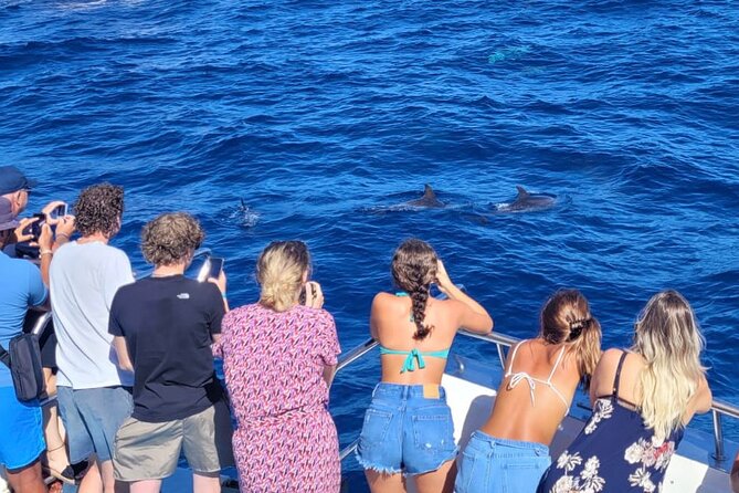 Half-Day Cruise Tour-Dolphin and Whale Watching - The dolphin and whale watching part: how to see more