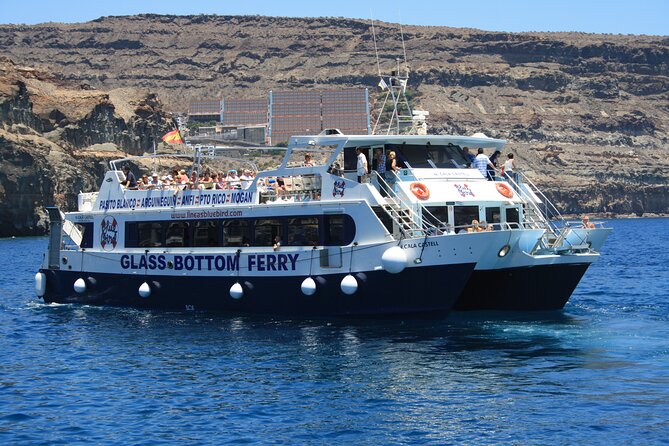 Half-Day Cruise Tour-Dolphin and Whale Watching - Who this tour suits best, and who should consider alternatives