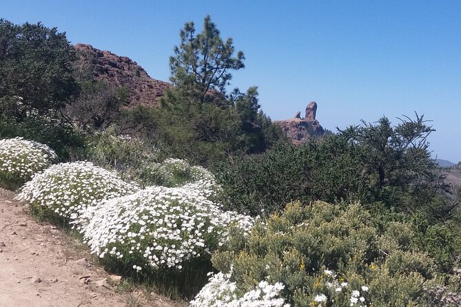 Hikes Roque Nublo - What You’ll See Along the Way (Pine Forests and Cloud-Topping Views)
