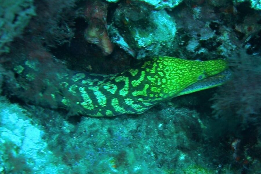 Las Canteras Scuba Diving - Key things that make this experience worth it