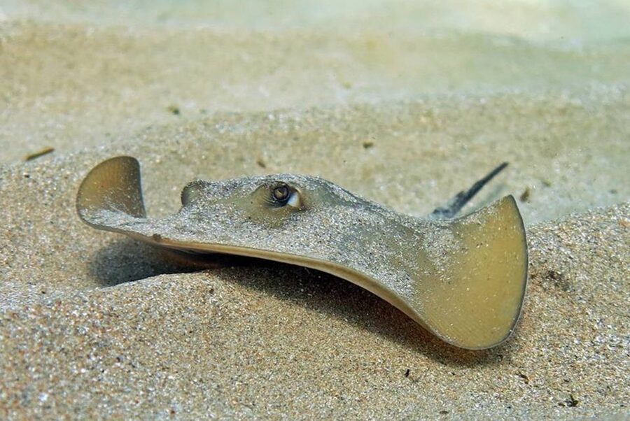 Las Canteras Scuba Diving - What you’ll see at Las Canteras: fish spotting, learning, and small wins