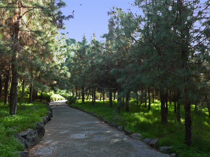 Las Palmas: Botanic Garden Tour (Bandama Caldera Option) - Key highlights that make this tour worth your time