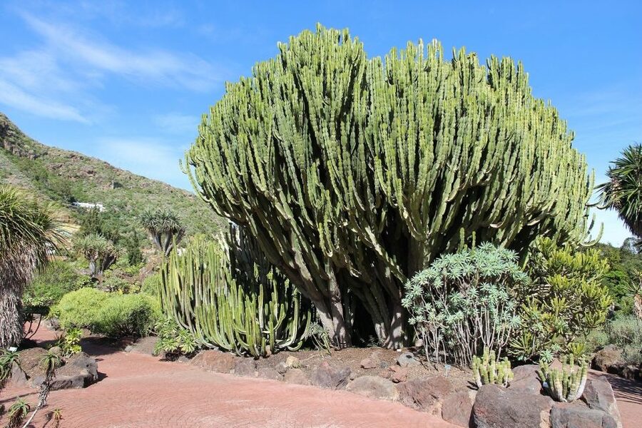 Las Palmas, Botanical Gardens and Bandama Volcano Tour - Who this tour suits best, and who should rethink it