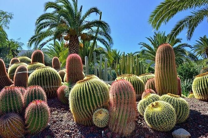 Las Palmas Tour: Vegueta, Botanical Garden & Bandama Crater - Jardin Botanico Viera y Clavijo: time to stroll, and check opening hours