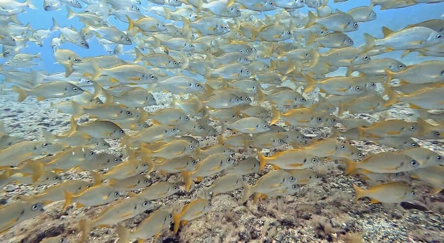 Maspalomas: Discover Scuba Diving with Pickup - Gear Up with New Equipment and a Certified PADI Instructor
