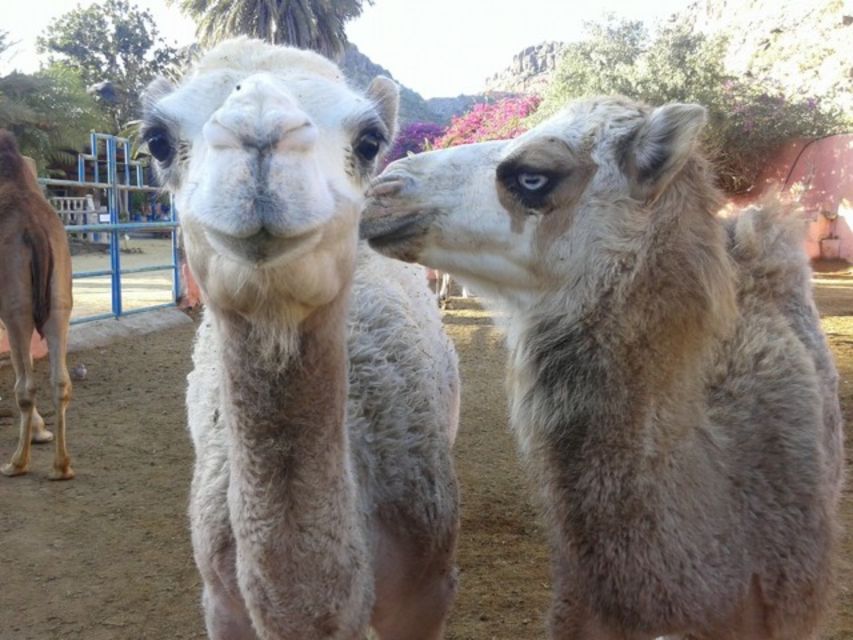 Maspalomas: Guided Camel Ride in the Maspalomas Sand Dunes - Key things to know before you book