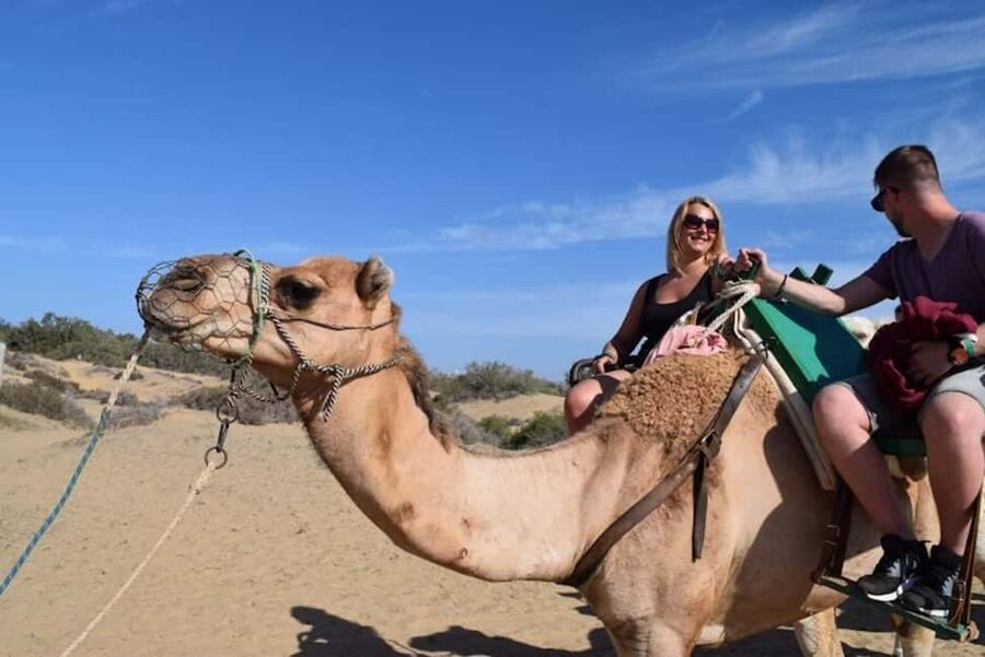 Maspalomas: Guided Camel Ride in the Maspalomas Sand Dunes - Maspalomas Camel Ride in Gran Canaria, what you’re really signing up for