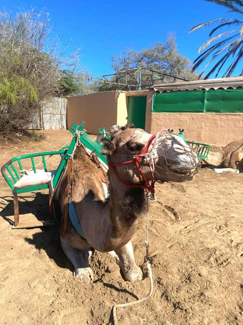 Maspalomas: Guided Camel Ride in the Maspalomas Sand Dunes - Where you meet at Charca Maspalomas and how to find the camel station