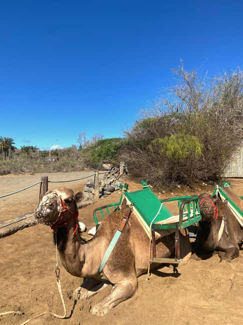 Maspalomas: Guided Camel Ride in the Maspalomas Sand Dunes - Guides and animal care, what “gentle giants” looks like in practice