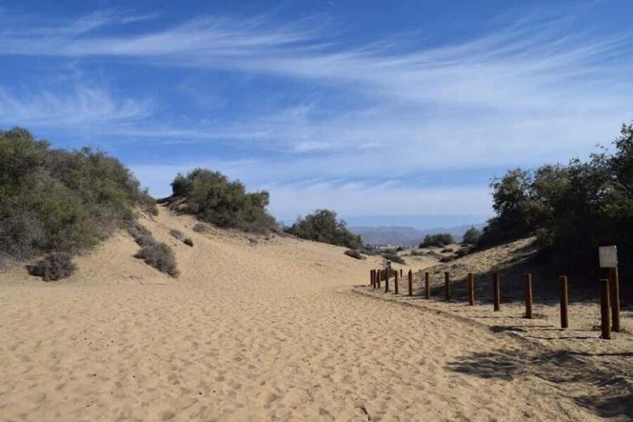 Maspalomas: Guided Camel Ride in the Maspalomas Sand Dunes - Logistics that matter, languages, insurance, and what’s not included