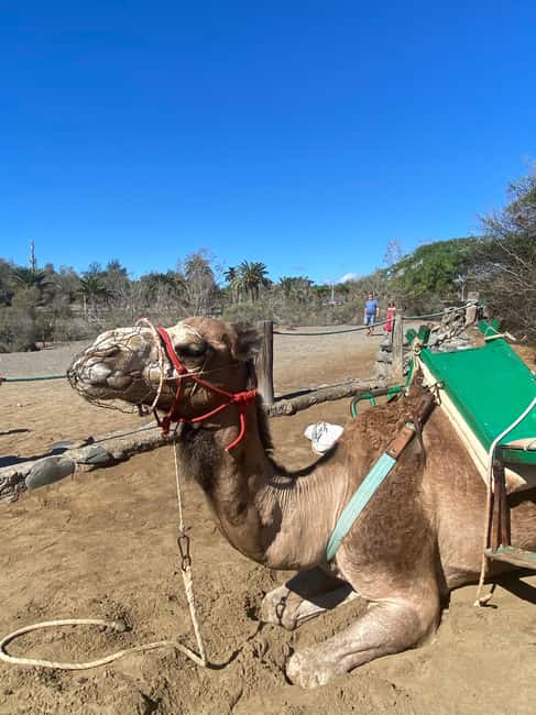 Maspalomas: Guided Camel Ride in the Maspalomas Sand Dunes - Who should book this camel ride, and who should skip it
