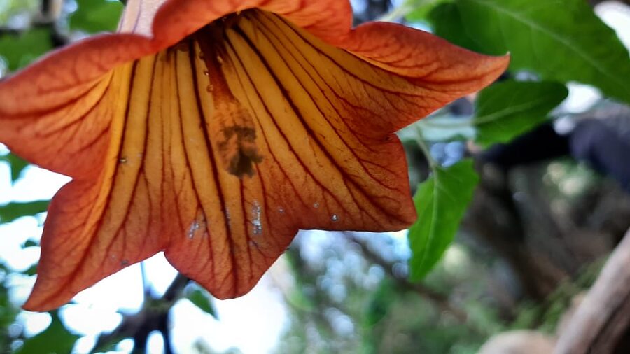 Maspalomas: Hiking in the Waterfalls with Sky Rebels - Waterfalls plus endemic Gran Canaria species: what you’re actually learning
