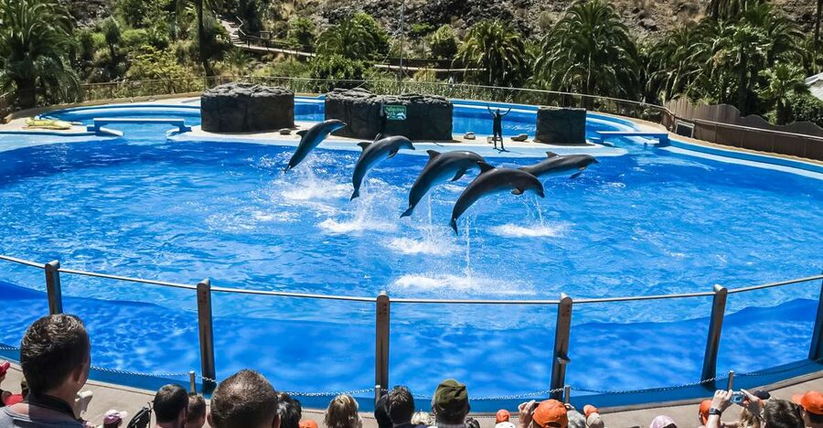 Maspalomas: Palmitos Park Ticket with Dolphin and Bird Shows - Palmitos Park: a zoo-botanical park day you can actually plan