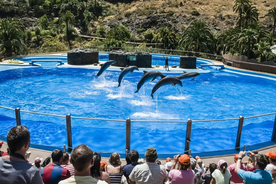 Maspalomas: Palmitos Park Ticket with Dolphin and Bird Shows - Your day plan: how to see the shows without burning your time
