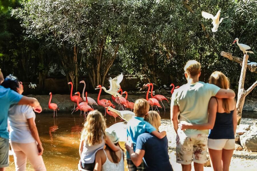 Maspalomas: Palmitos Park Ticket with Dolphin and Bird Shows - Birds of prey, exotic birds, and parrots: the show lineup that sells the day