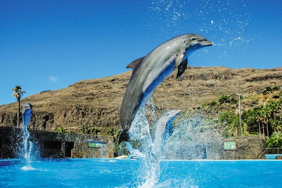 Maspalomas: Palmitos Park Ticket with Dolphin and Bird Shows - Primates zone and small-animal highlights you’ll actually enjoy