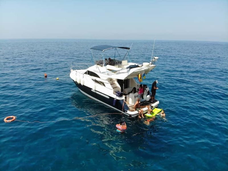 Mogan: Dolphin Watching Boat Trip with Swim Stop - Key Highlights You’ll Actually Notice