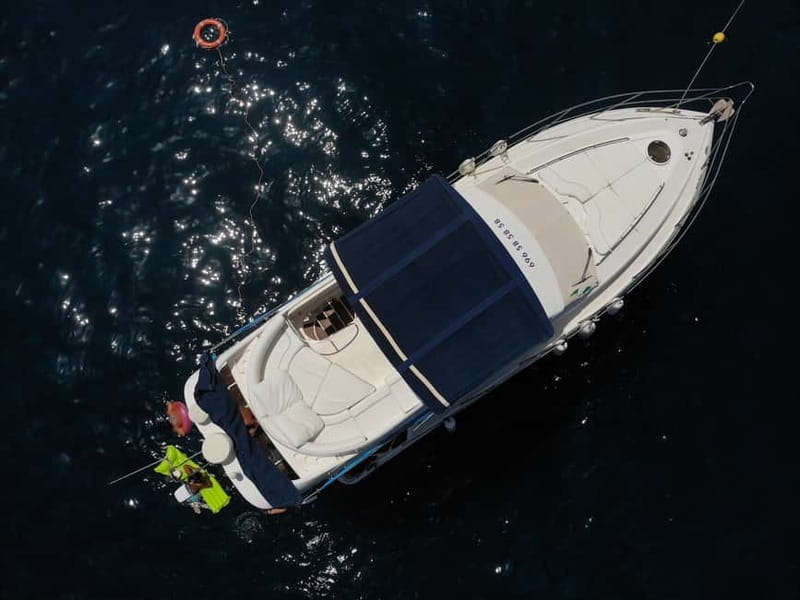 Mogan: Dolphin Watching Boat Trip with Swim Stop - Price and Value: Is $100 Worth It?