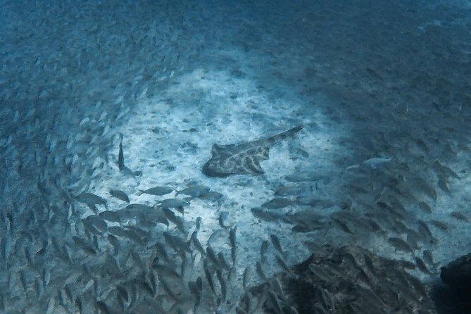Open Water Diver Scuba Diving Course in Puerto de Mogan - What you get included (and what you should budget for)