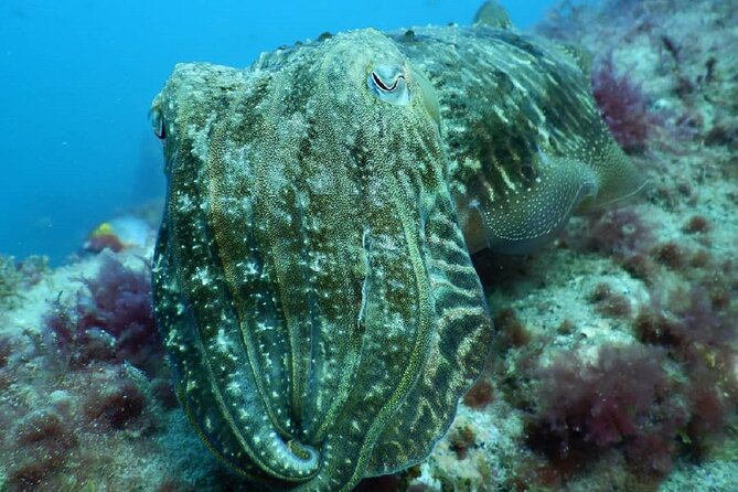 PADI Advanced Diving Course in Gran Canaria - Equipment, Study, Insurance, and Certification Fees: What You Pay For
