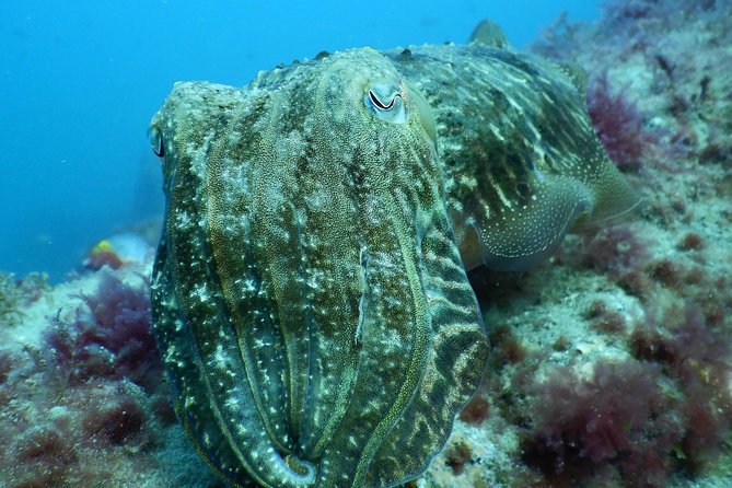 PADI Open Water Course in Gran Canaria - Key things I’d bet on (before you book)
