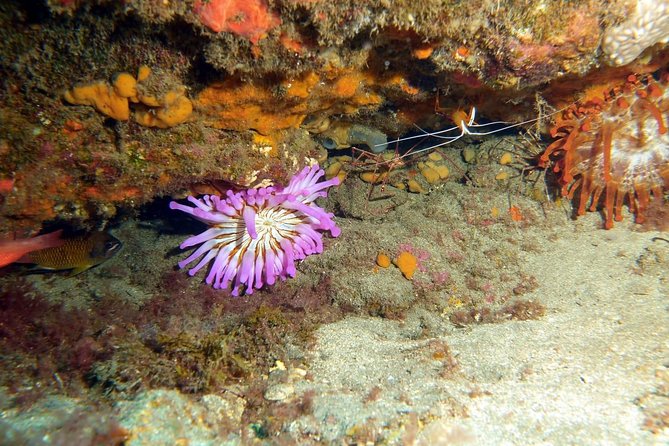 PADI Open Water Course in Gran Canaria - Equipment, manuals, certification, and what this includes