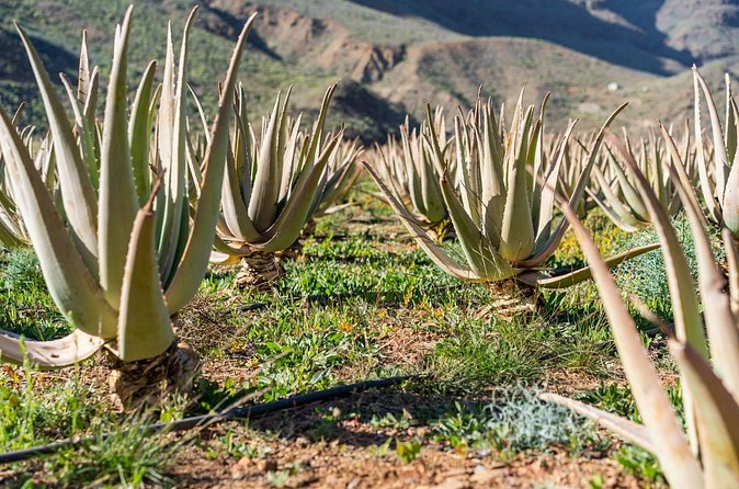 Picos de Gran Canaria by Minibus: Firgas, Teror, Aloe Vera and More - Roque Nublo viewpoint at Degollada de Becerra: fast photos, big payoff