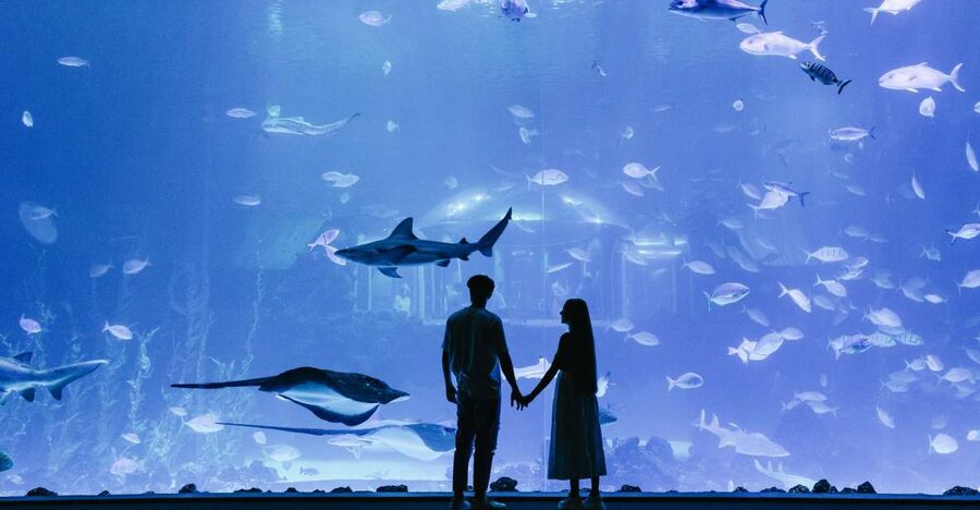 Poema del Mar Skip-the-Line Ticket - Your best route: 35 ecosystems and the aquarium’s big visual wow moments