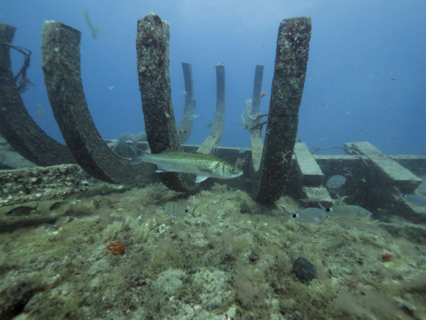 Puerto de Mogán: Submarine Tour - Getting to the dock: where to go and how early to arrive