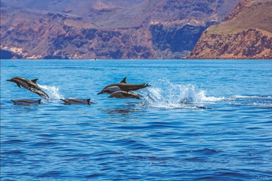 Puerto Rico : 2 hour Dolphin Catamaran Excursion - Who This Dolphin Catamaran Is Best For