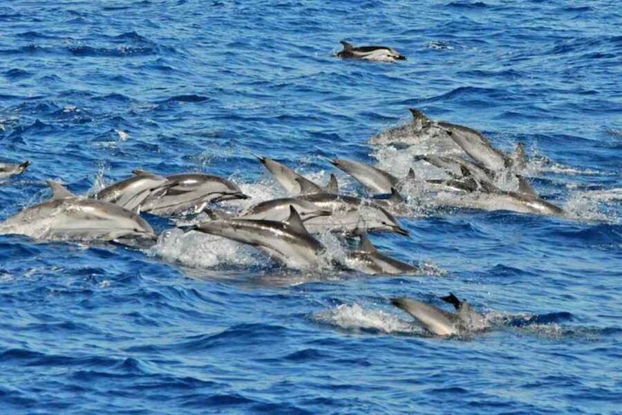 Puerto Rico de Gran Canaria: Premium Dolphin Catamaran Tour - Key points before you go
