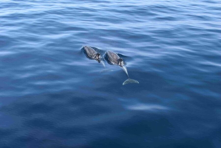 Puerto Rico de Gran Canaria: Premium Dolphin Catamaran Tour - Why this dolphin catamaran works so well in Puerto Rico