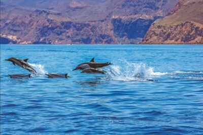 Premium Dolphin Catamaran Tour