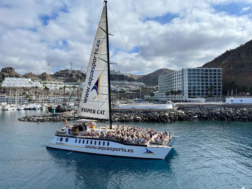Puerto Rico de Gran Canaria: Premium Dolphin Catamaran Tour - Dolphin and wildlife spotting: what to watch for, and what not to expect