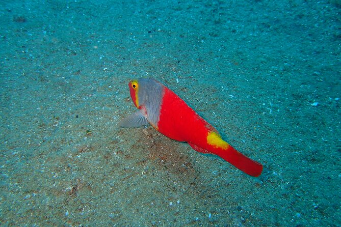 Scuba Diving Experience at Arguineguin and Puerto Rico - Key highlights you will care about