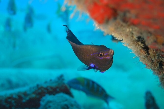 Scuba Diving Experience at Arguineguin and Puerto Rico - Who This Fits Best (And Who Might Want a Different Option)
