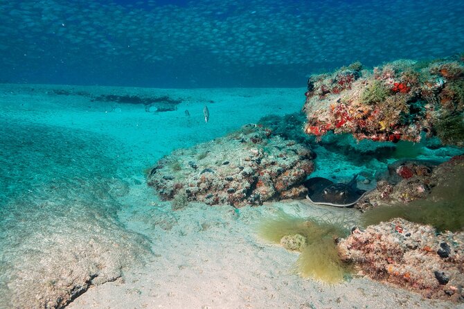 Scuba Diving Experience at Arguineguin and Puerto Rico - Gear on Autopilot: What’s Included and What You Should Bring