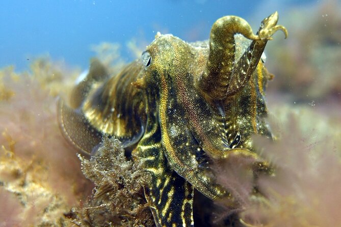 Scuba Diving Experience for Beginners in Gran Canaria - Your first underwater session: what you’ll likely see in Gran Canaria