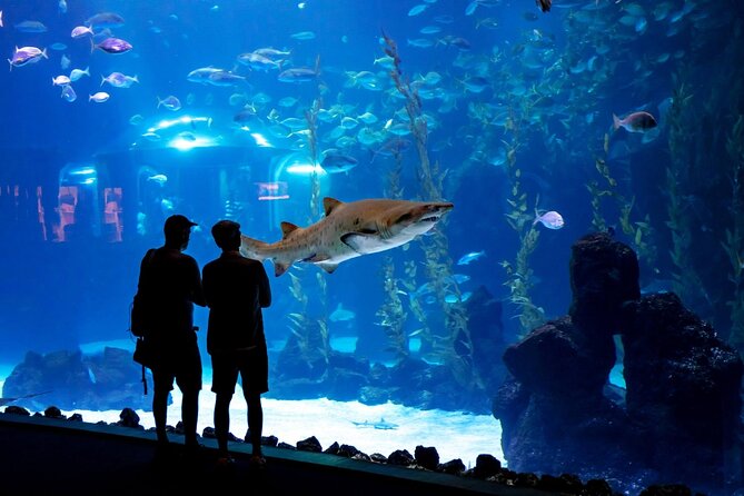 Sea and Mountain Full Day Tour with Lunch - Comfortable Planning Tips Before You Go
