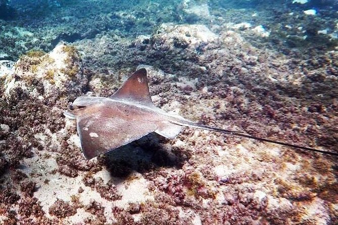 Snorkeling in Gran Canaria with Hotel Pick-up - Choosing Amadores Bay or Puerto de Mogan based on conditions