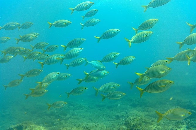 Snorkeling in Gran Canaria with Hotel Pick-up - The in-water experience with PADI style instruction and patient guides