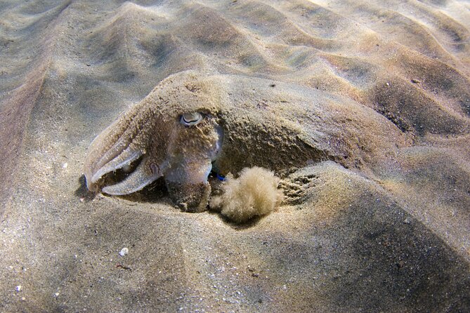 Snorkeling in Gran Canaria with Hotel Pick-up - Tips to get the most out of your snorkel morning
