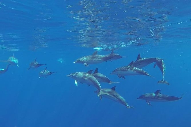 Spirit of the Sea: Cetacean sighting in Gran Canaria - Key things to know before you go