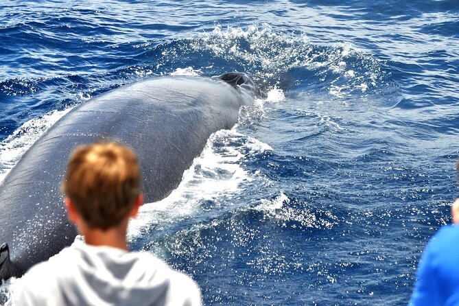 Spirit of the Sea: Cetacean sighting in Gran Canaria - Setting sail from Puerto Rico, Gran Canaria