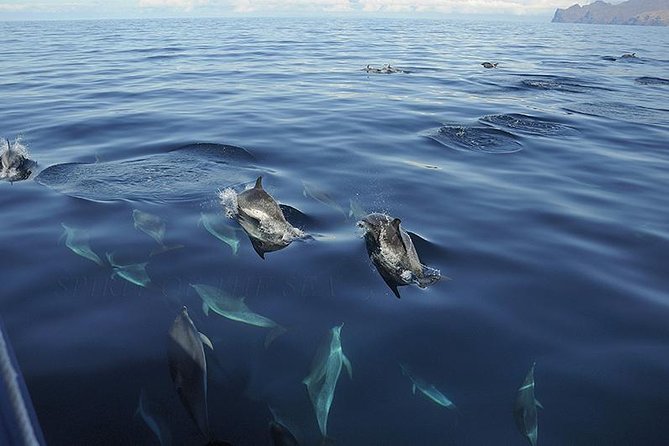 Spirit of the Sea: Cetacean sighting in Gran Canaria - Respect rules: the crew’s behavior is part of the show