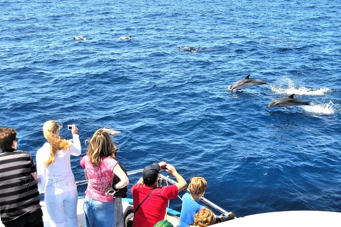 Spirit of the Sea: Cetacean sighting in Gran Canaria - The learning touch: brochure facts while you wait for sightings