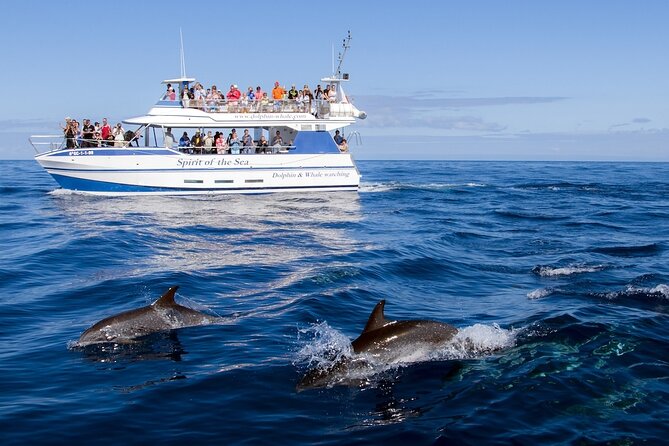 Spirit of the Sea: Cetacean sighting in Gran Canaria - Timing, group size, and what that means for your experience